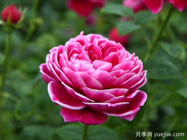 月季界的妖花瑪麗玫瑰，美到驚艷！(圖1)