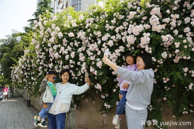 南陽薔薇花開的時(shí)節(jié)滿城春(圖1)