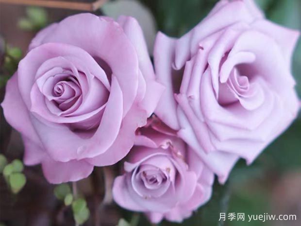 謊言為什么流行？當月季變身玫瑰(圖1)
