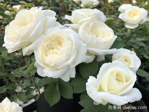 從花園到花瓶，盤點(diǎn)10個(gè)顏值超高的切花月季(圖3)