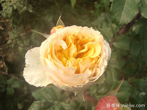 從花園到花瓶，盤點(diǎn)10個(gè)顏值超高的切花月季(圖5)