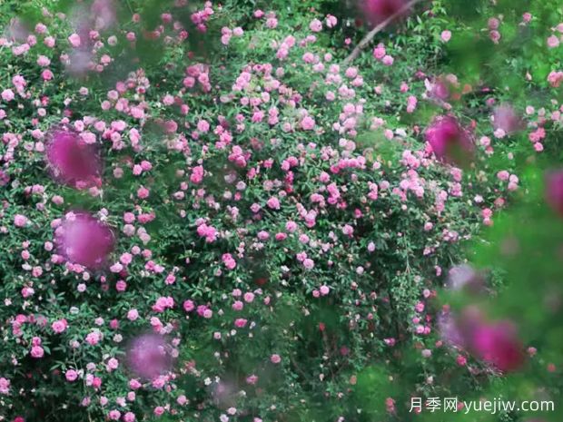 無(wú)錫的薔薇開(kāi)好了，快來(lái)打卡！(圖1)