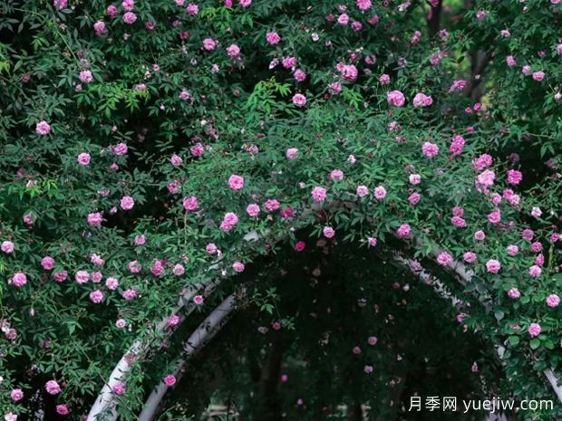 無(wú)錫的薔薇開(kāi)好了，快來(lái)打卡！(圖2)