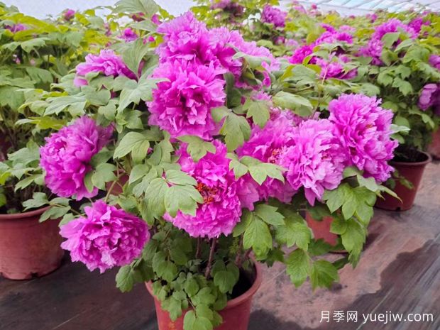 牡丹有哪些常見(jiàn)蟲害？要如何防治呢？(圖1)