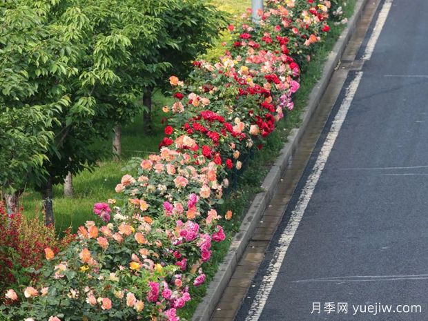 北京環(huán)路隔離帶上的月季到底是什么品種？(圖2)