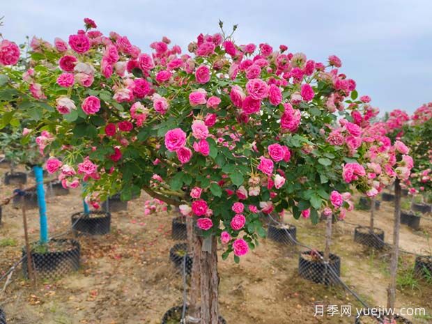 四季開花的胭脂扣月季，這些優(yōu)點(diǎn)非常出色(圖1)