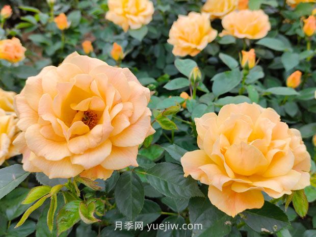 月季并不難養(yǎng)，只需要掌握6個小妙招(圖1)