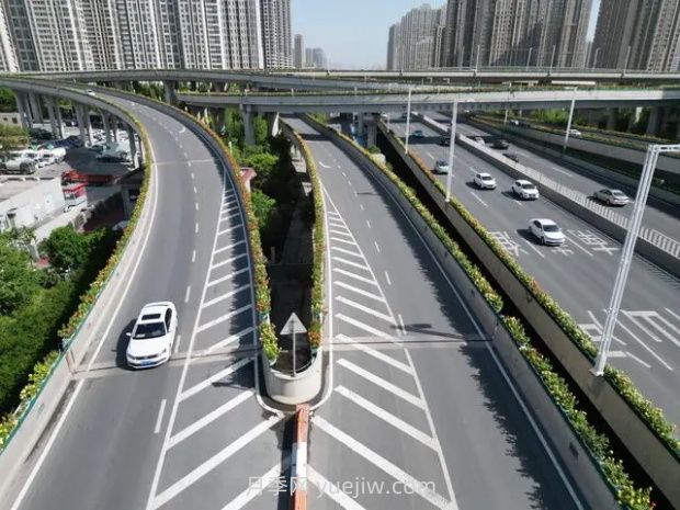 鄭州月季：花開鄭好景如畫，高架月季香滿城(圖2)