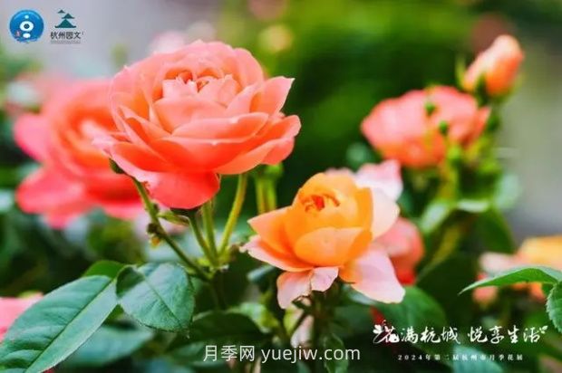 杭州滿城繁花，500萬株月季競相綻放的極致浪漫(圖2)