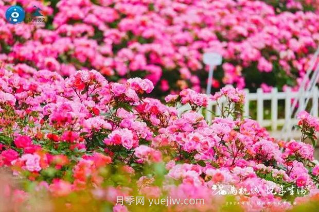 2024年第二屆杭州市月季花展舉辦，賞500萬(wàn)株月季(圖1)