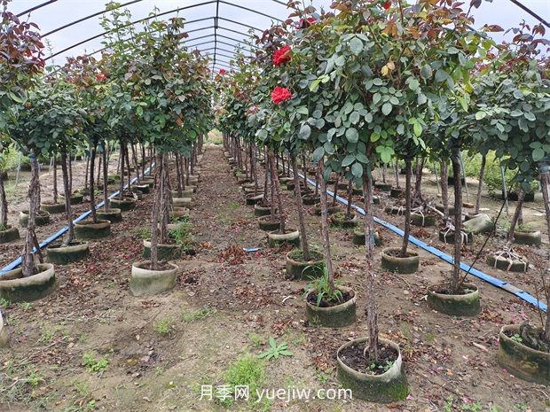 苗木分級怎么分？都有哪些等級？(圖1)