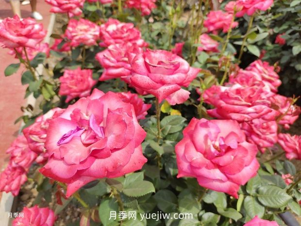 南陽月季花養(yǎng)護(hù)指南(圖1)
