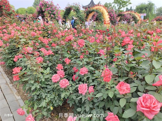怎么給月季花澆水？很多新手做錯了，難怪養(yǎng)不好(圖1)