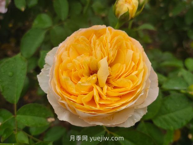 從一萬種月季花中精選這10種，你喜歡嗎？(圖1)