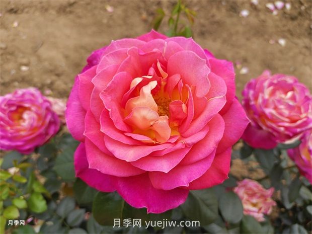 北極風(fēng)神月季(圖1)
