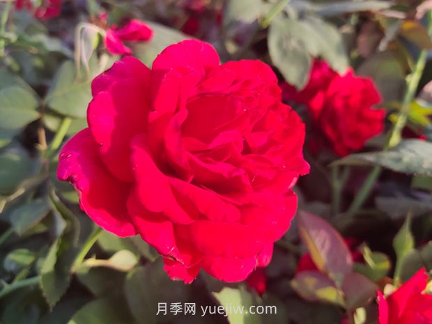 薩曼莎月季(圖2)