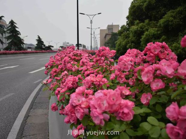 現(xiàn)在都流行栽月季嗎？(圖1)