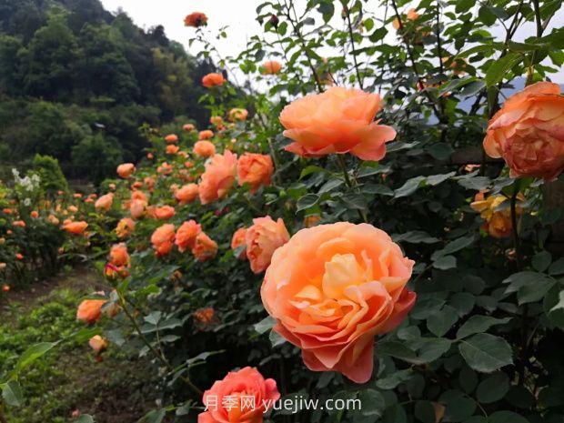 瀘州市古藺大寨花海迷宮進(jìn)入盛花期，打卡高顏值(圖3)