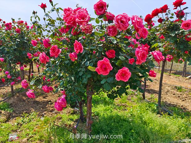 有院子的花友要養(yǎng)幾棵樹狀月季，花開艷麗讓人羨慕(圖1)