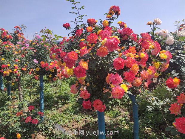 有院子的花友要養(yǎng)幾棵樹狀月季，花開艷麗讓人羨慕(圖2)
