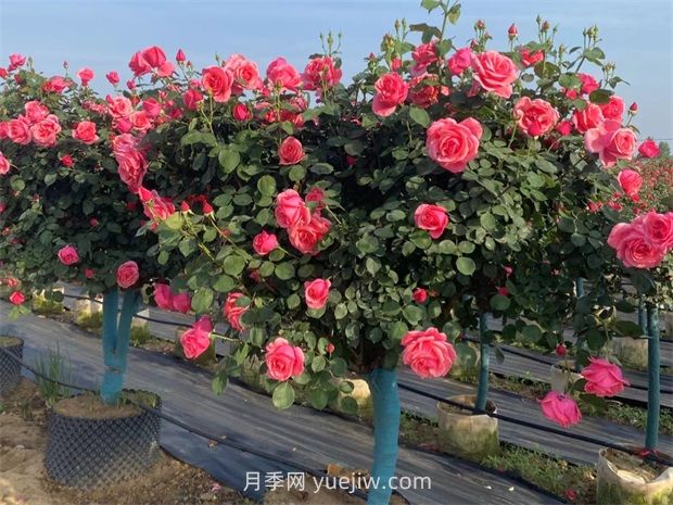 有院子的花友要養(yǎng)幾棵樹狀月季，花開艷麗讓人羨慕(圖3)