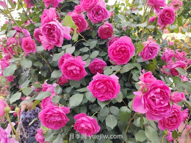 藤本月季只需做這5點，春季來場爆花(圖2)