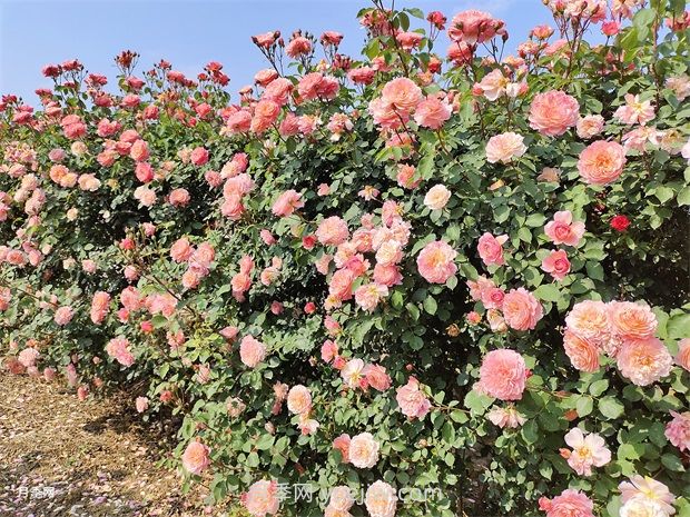 月季花園，美到讓人窒息！(圖2)