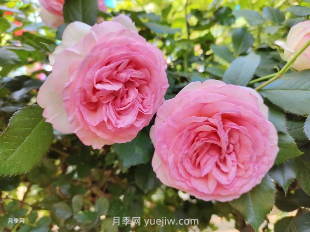 月季花園，美到讓人窒息！(圖1)