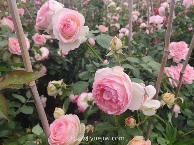 月季長(zhǎng)花苞后，花多多和磷酸二氫鉀怎樣用？(圖1)