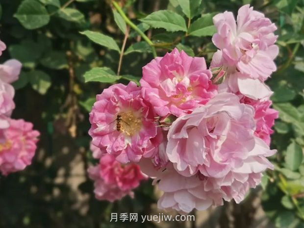 通俗版：薔薇、月季、玫瑰分辨指南(圖1)