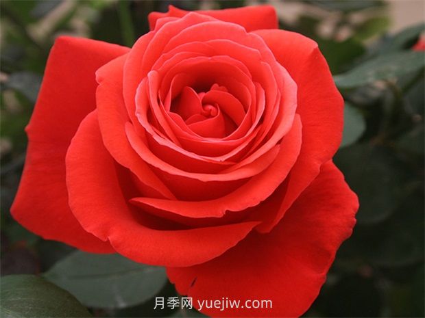 通俗版：薔薇、月季、玫瑰分辨指南(圖2)