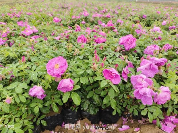 通俗版：薔薇、月季、玫瑰分辨指南(圖3)