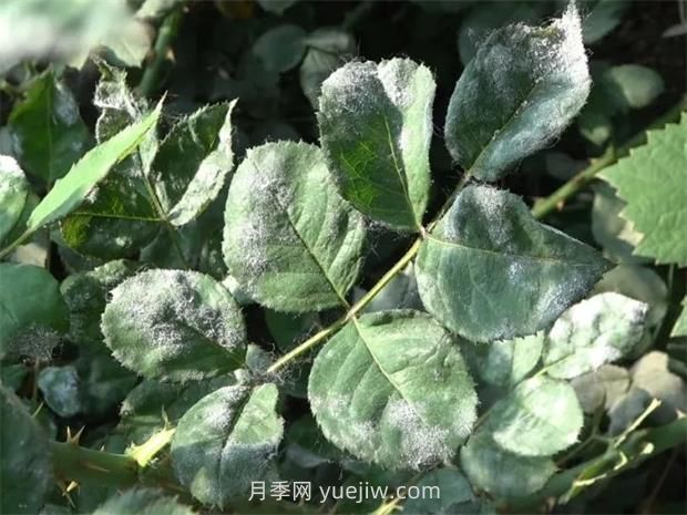 一篇教你學會如何看月季葉片認識病蟲害(圖1)