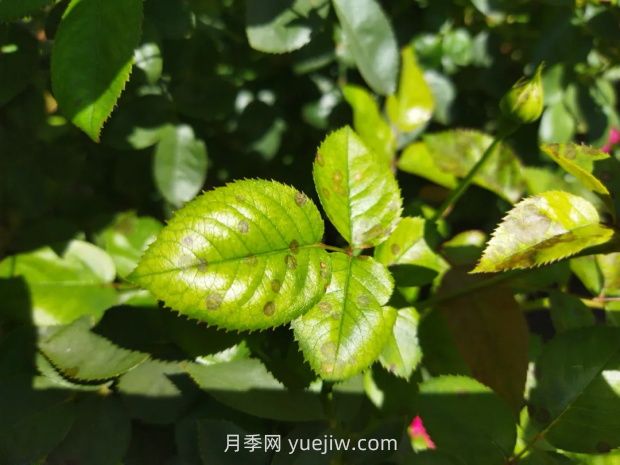 一篇教你學會如何看月季葉片認識病蟲害(圖4)