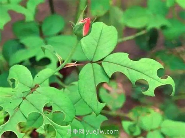 一篇教你學會如何看月季葉片認識病蟲害(圖7)