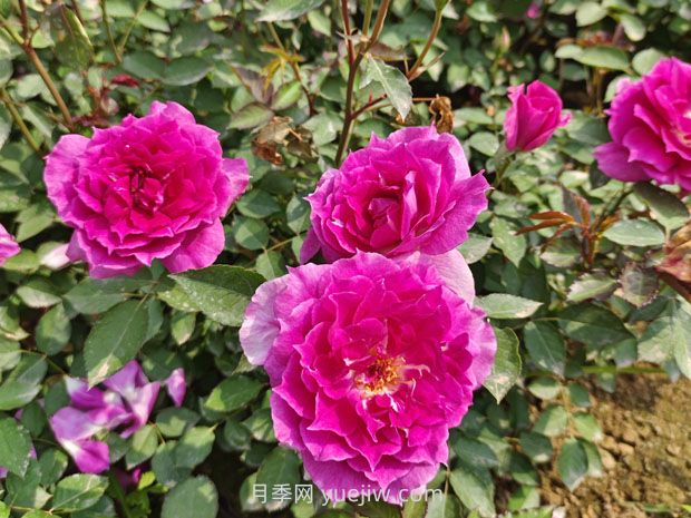 推薦8款月季，好養(yǎng)又好看，耐開抗性好，值得擁有(圖1)