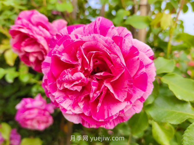 推薦8款月季，好養(yǎng)又好看，耐開抗性好，值得擁有(圖3)