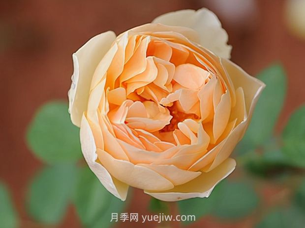推薦8款月季，好養(yǎng)又好看，耐開抗性好，值得擁有(圖4)