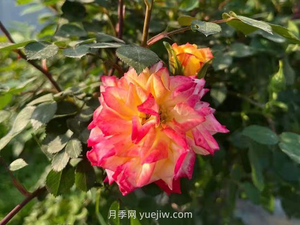 一個(gè)品種能開(kāi)3種以上的顏色,變色龍?zhí)俨屎缭录?圖2) 一個(gè)品種能開(kāi)3種以上的顏色,變色龍?zhí)俨屎缭录?圖2)