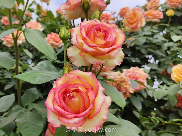 月季花開花少？做好這2點(diǎn)，花苞長(zhǎng)得多，花量翻倍開(圖1)