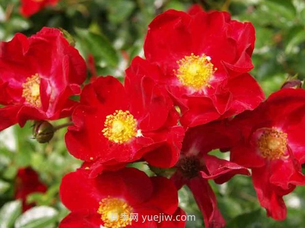 紅色天鵝絨地毯優(yōu)缺點，適合華南的耐濕熱月季(圖1)