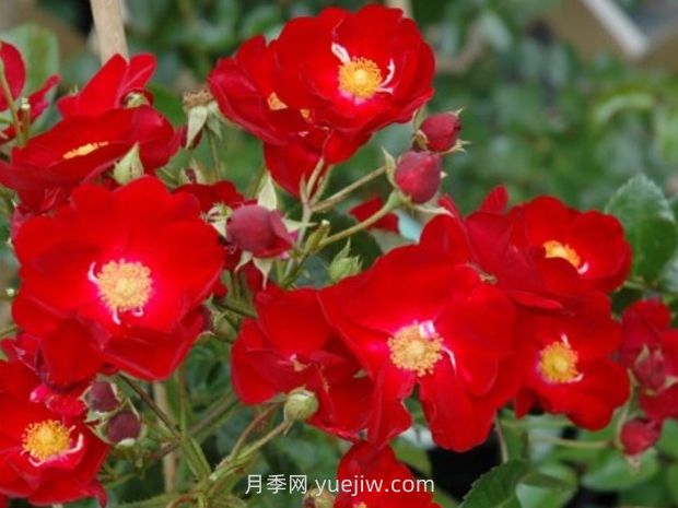 紅色天鵝絨地毯優(yōu)缺點，適合華南的耐濕熱月季(圖2)