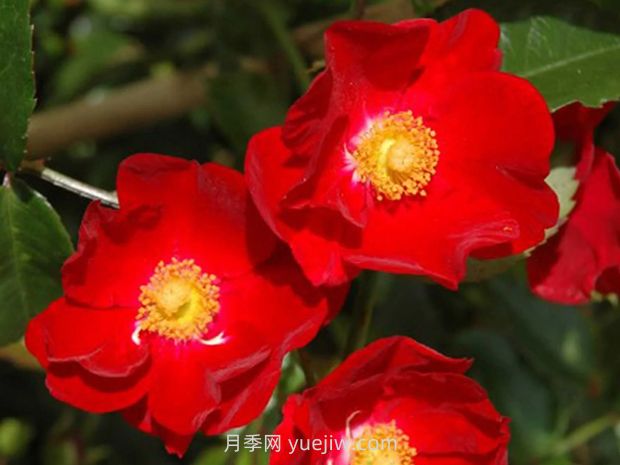 紅色天鵝絨地毯優(yōu)缺點，適合華南的耐濕熱月季(圖3)