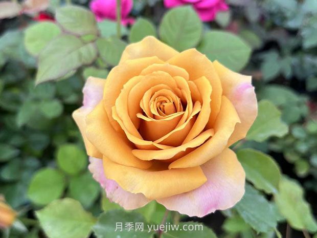 10種復(fù)古色月季，氣質(zhì)炸裂！花友值得入手！(圖6)
