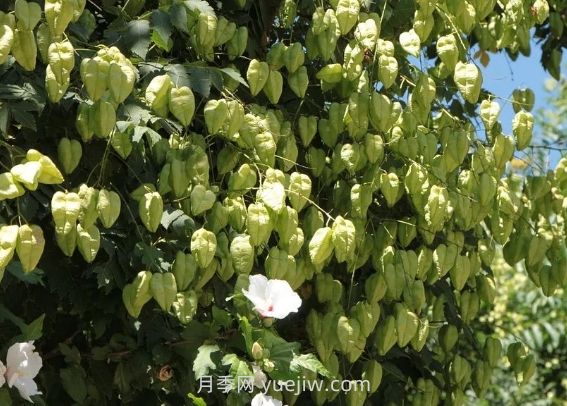 欒樹(shù)什么時(shí)候開(kāi)花？(圖1)