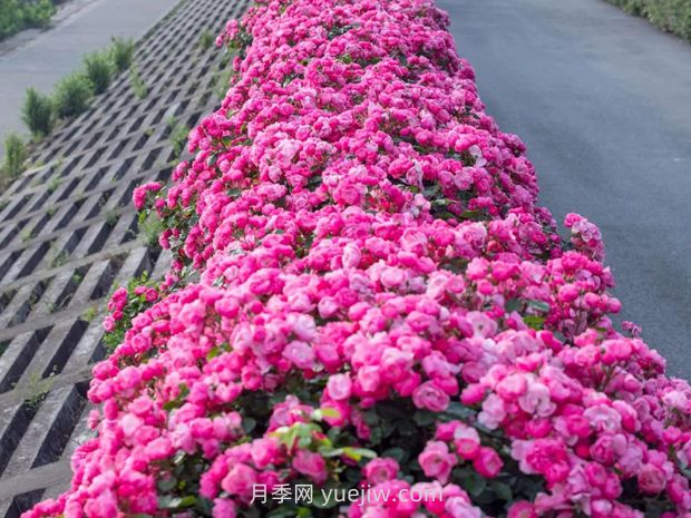 月季天花板，上海濱江森林公園浪漫的月季花墻盛開(圖2)