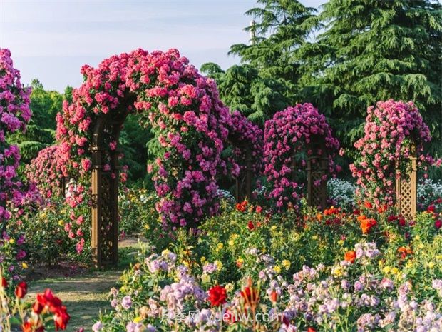 月季天花板，上海濱江森林公園浪漫的月季花墻盛開(圖1)