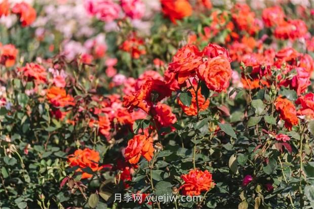 月季天花板，上海濱江森林公園浪漫的月季花墻盛開(圖3)