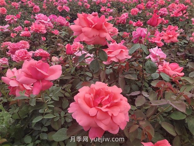 南陽：收集5000份，做好月季種質(zhì)資源庫保護(圖1)