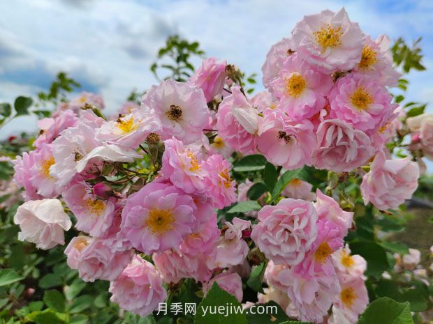 8首絕美的薔薇花詩(shī)詞，驚艷暮春時(shí)光(圖1)